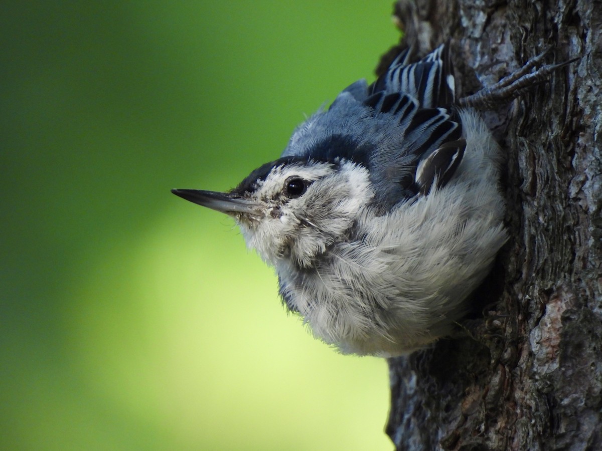 White-breasted Nuthatch - ML621231711