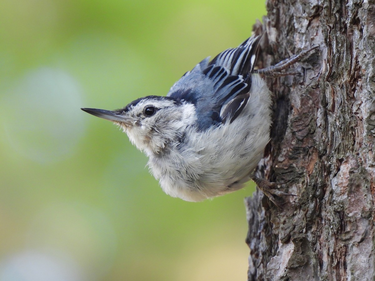 White-breasted Nuthatch - ML621231712