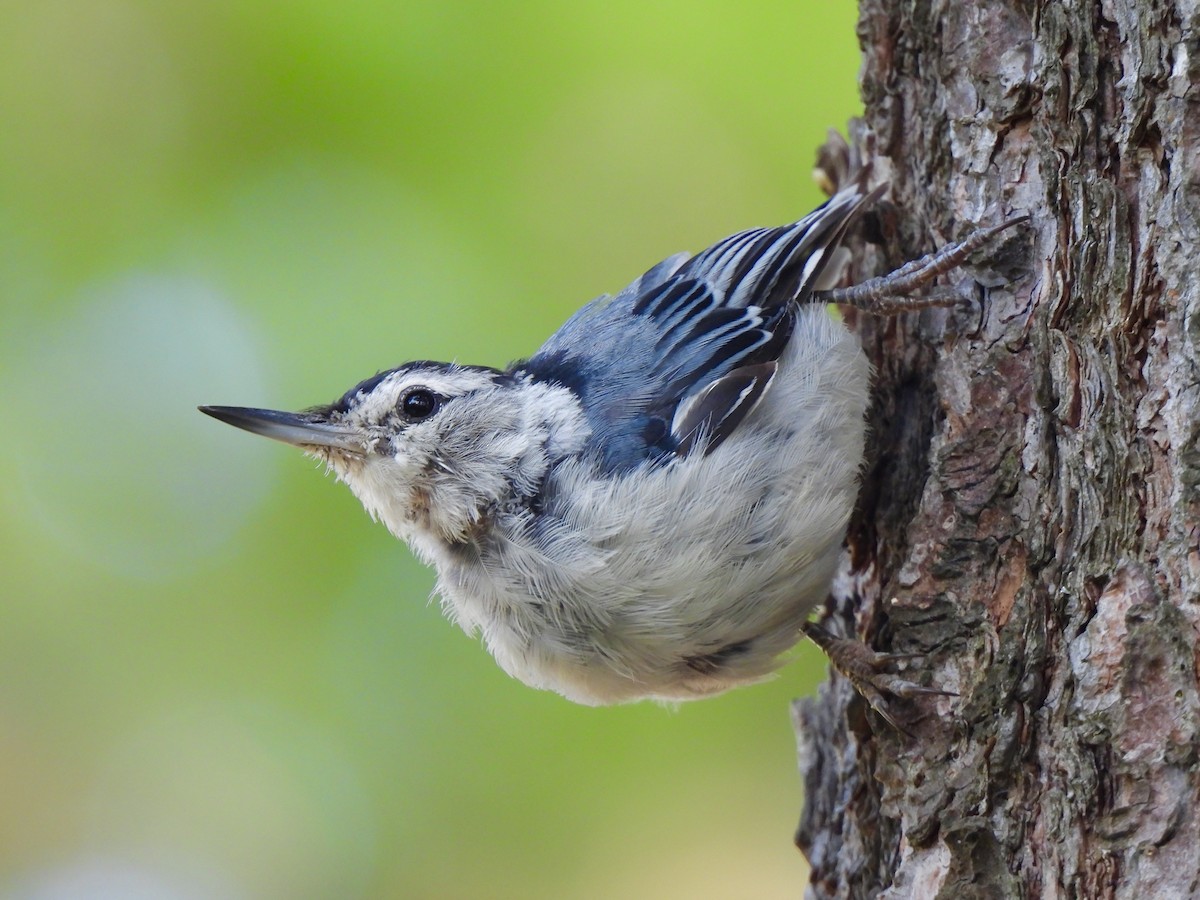 White-breasted Nuthatch - ML621231713