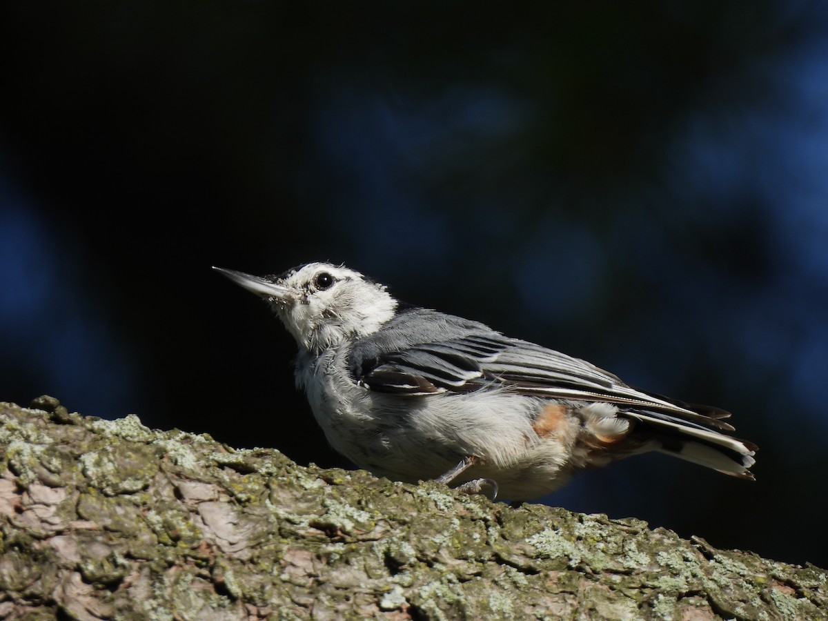 White-breasted Nuthatch - ML621231722