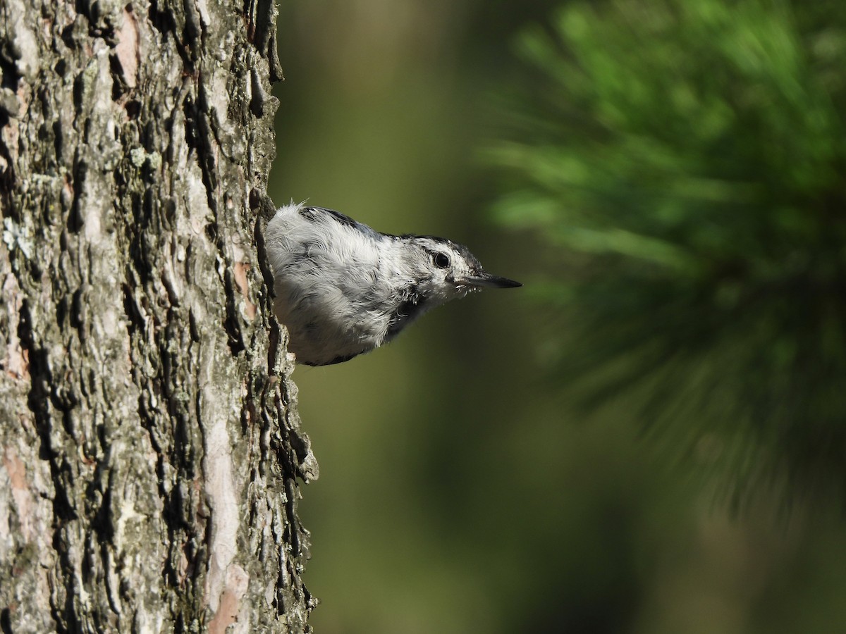 White-breasted Nuthatch - ML621231723