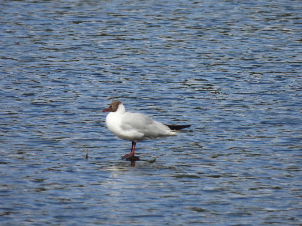 Mouette rieuse - ML621231731