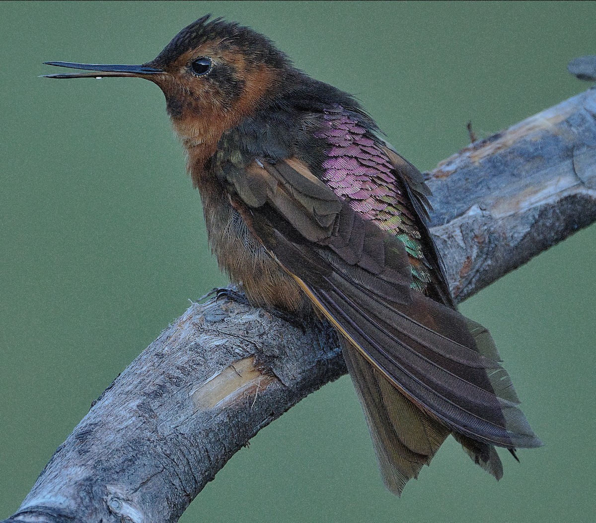 kolibřík duhovohřbetý - ML621231740