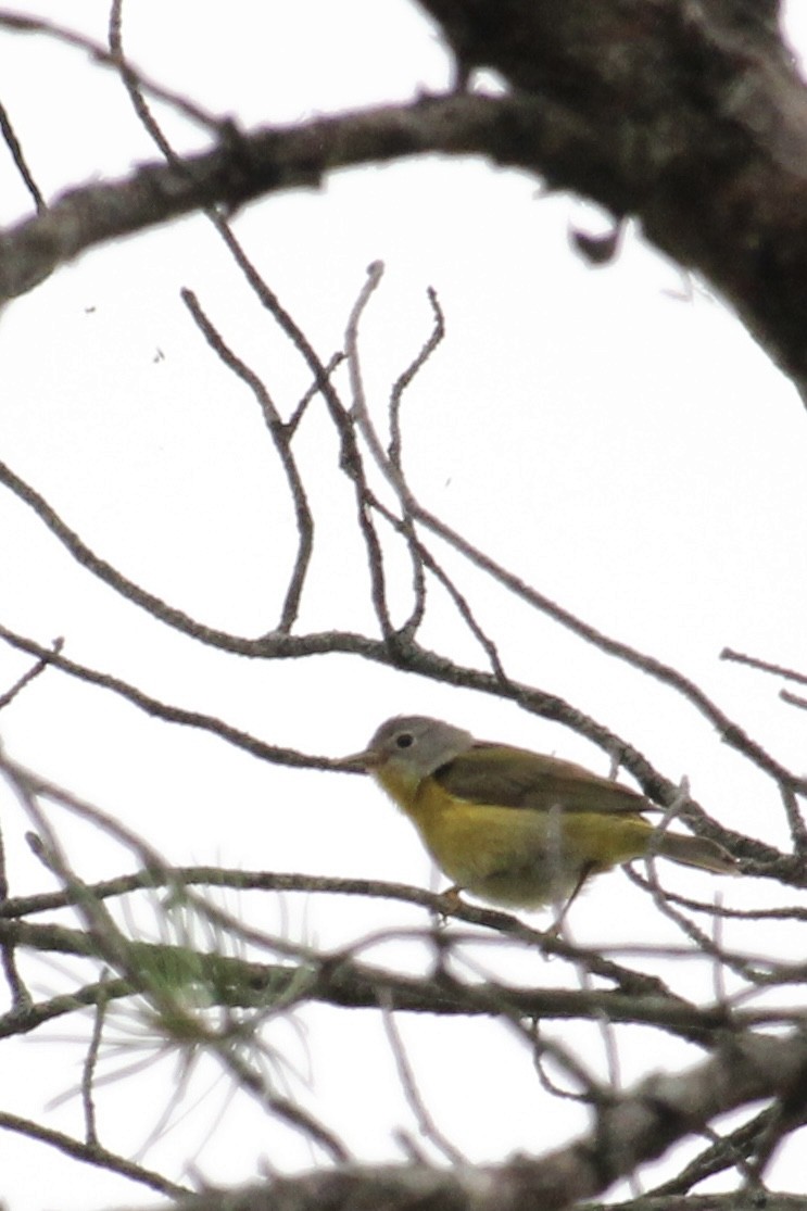 Nashville Warbler - Capturing Michigan