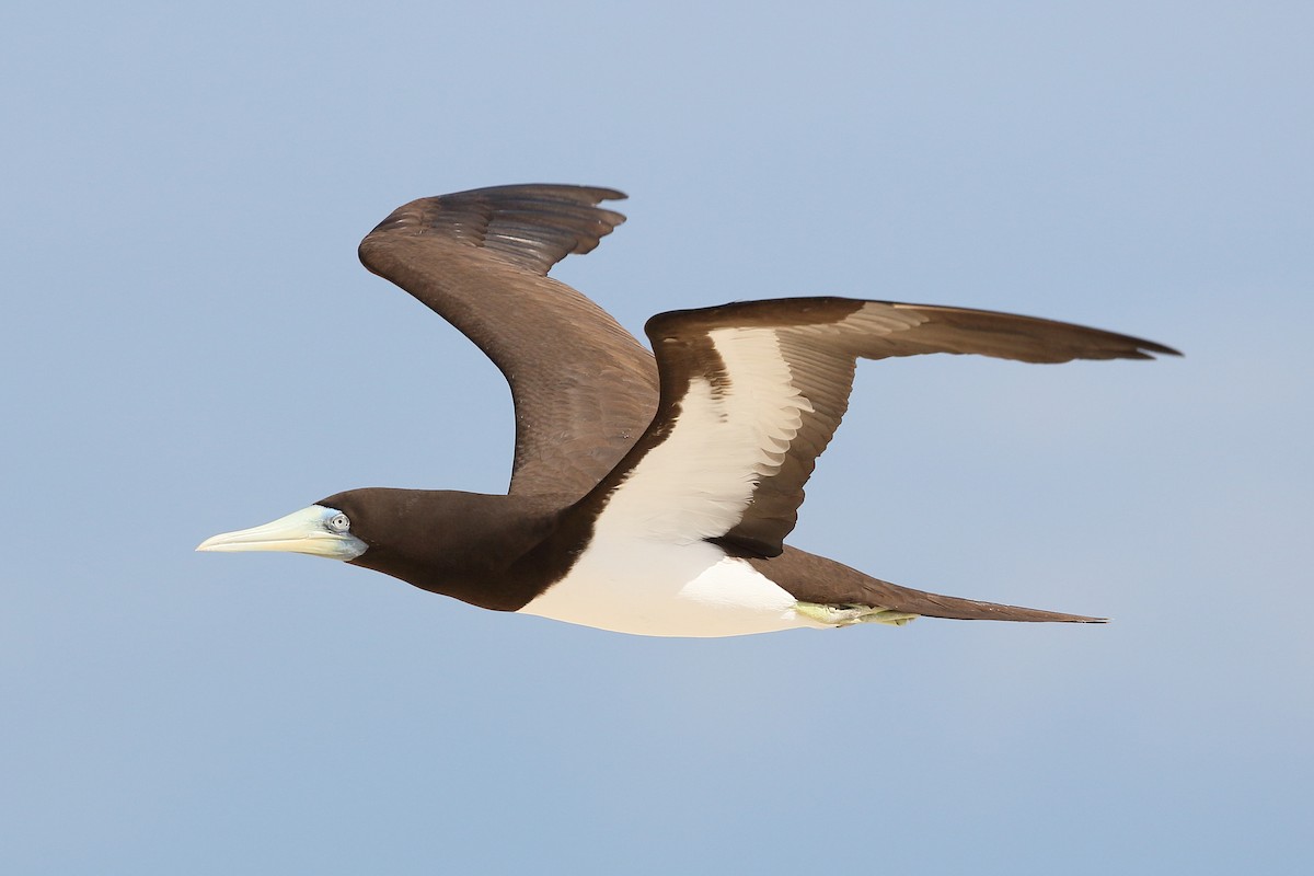 Brown Booby - ML621231789