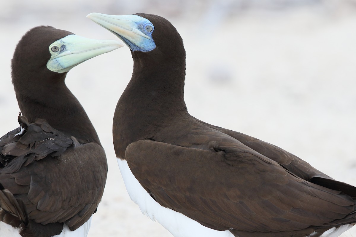 Brown Booby - ML621231792