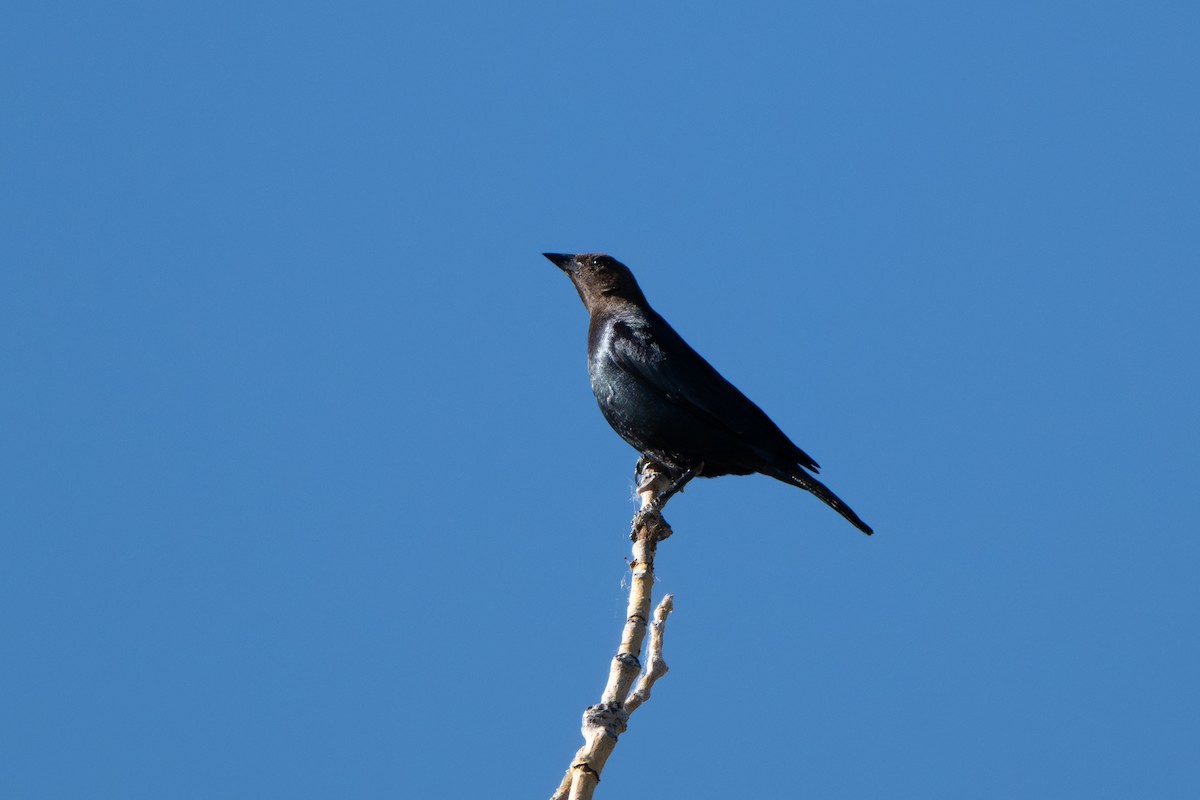 Brown-headed Cowbird - ML621231809