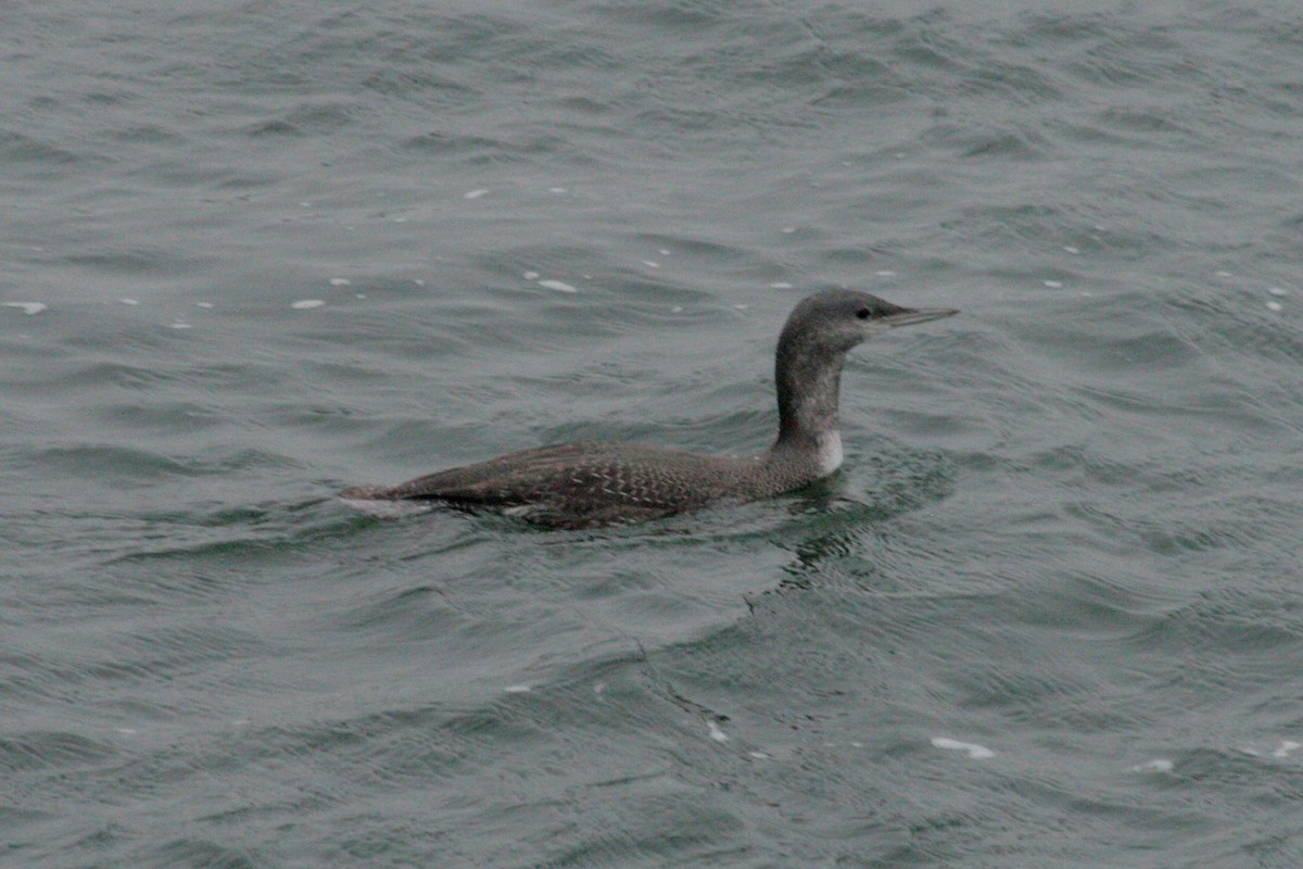 Red-throated Loon - ML621231812