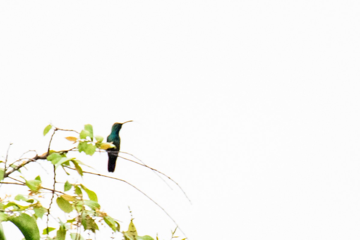 Grünbrust-Mangokolibri - ML621231813