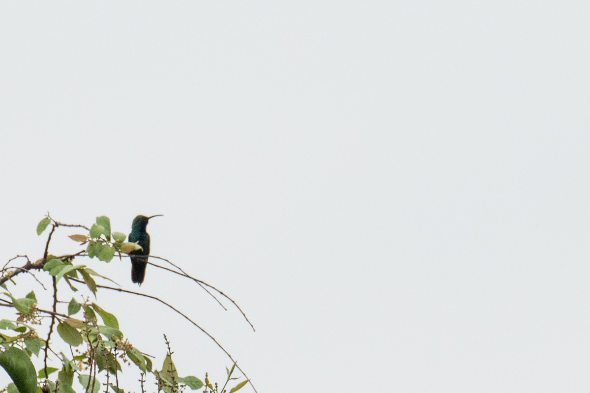 kolibřík lesklý - ML621231815