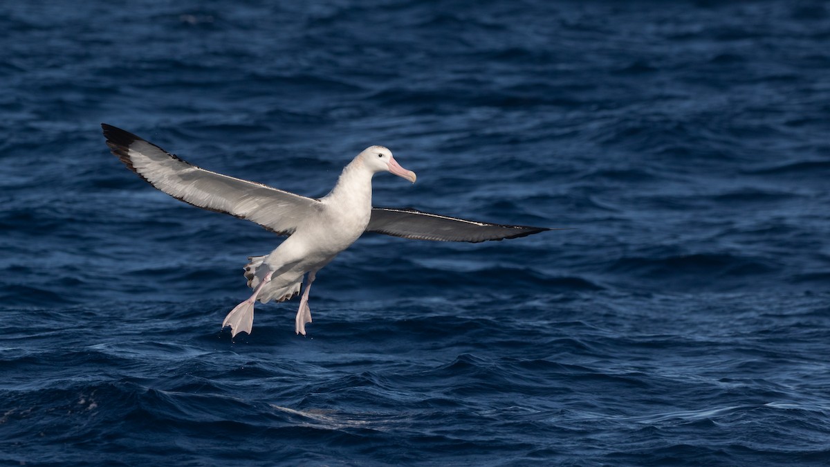 Antipodean Albatross (gibsoni) - ML621231816
