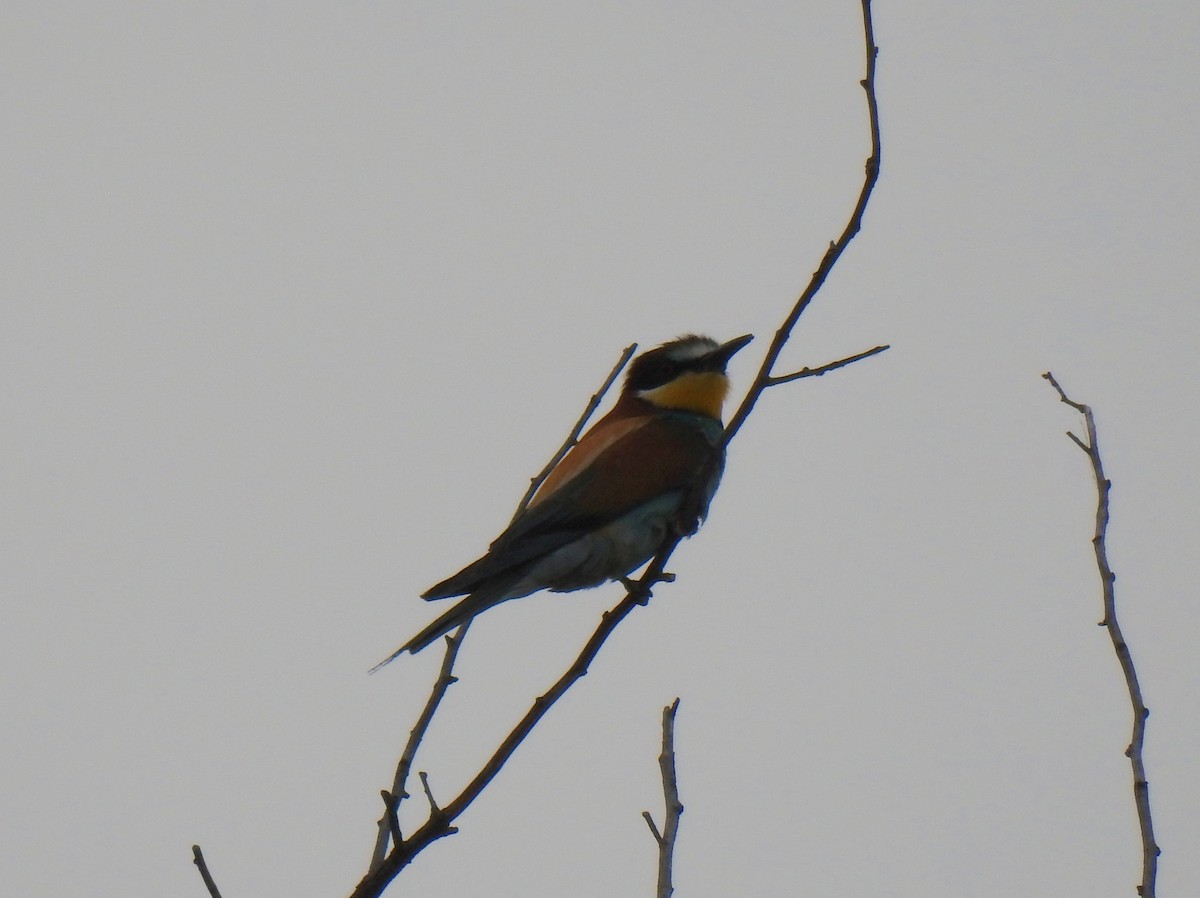European Bee-eater - ML621231837