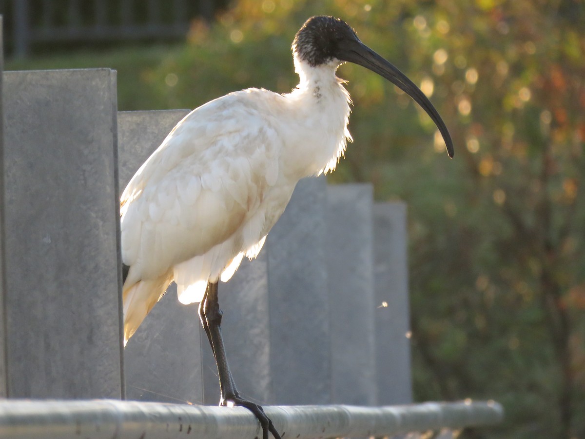 ibis australský - ML621231849