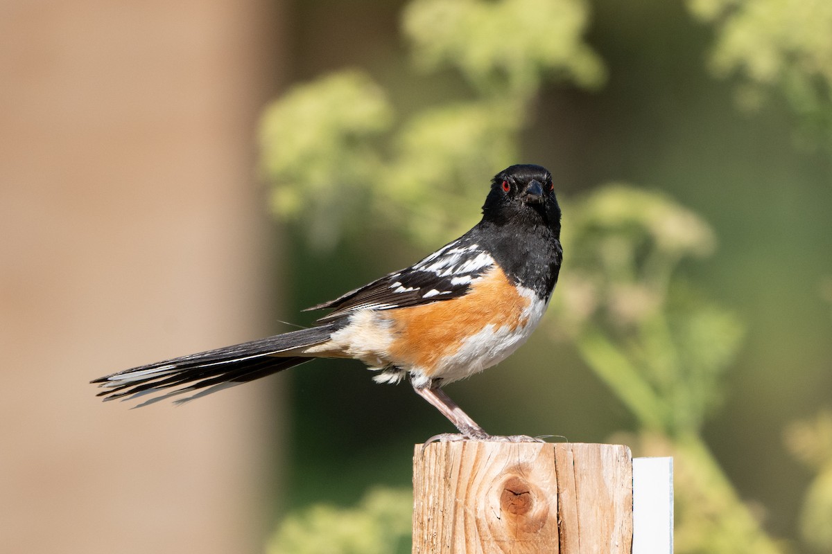 Spotted Towhee - ML621231851