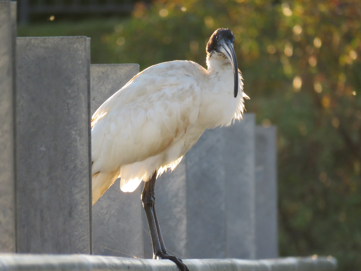 ibis australský - ML621231852