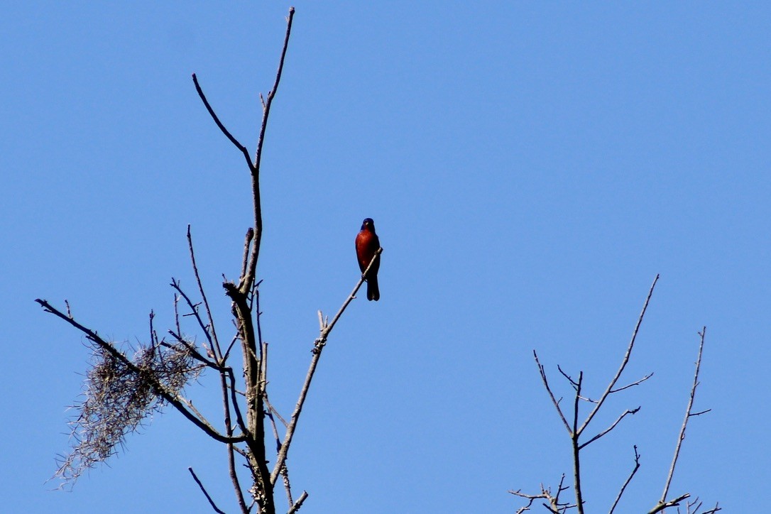 Painted Bunting - ML621231876