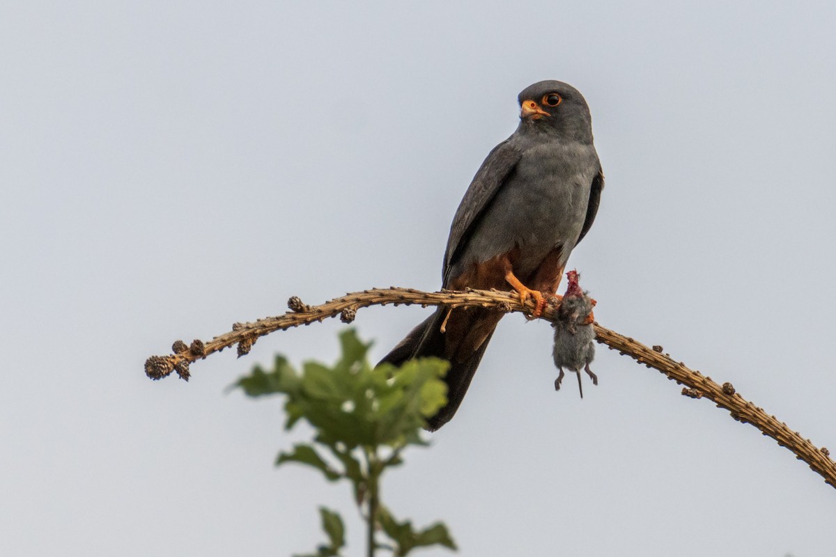 Red-footed Falcon - ML621231909