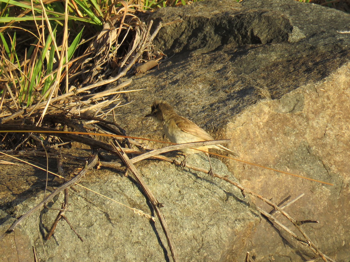Australian Reed Warbler - ML621231923