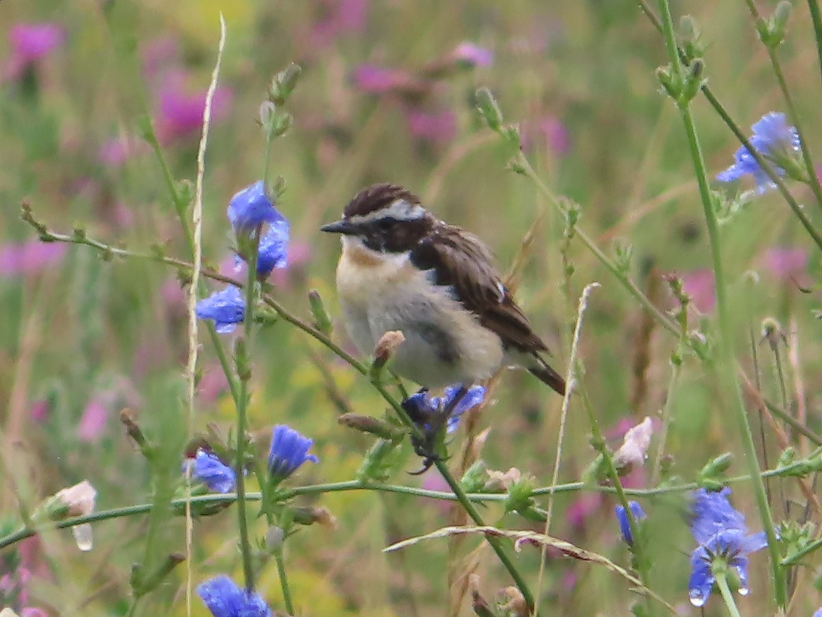 Whinchat - ML621231924