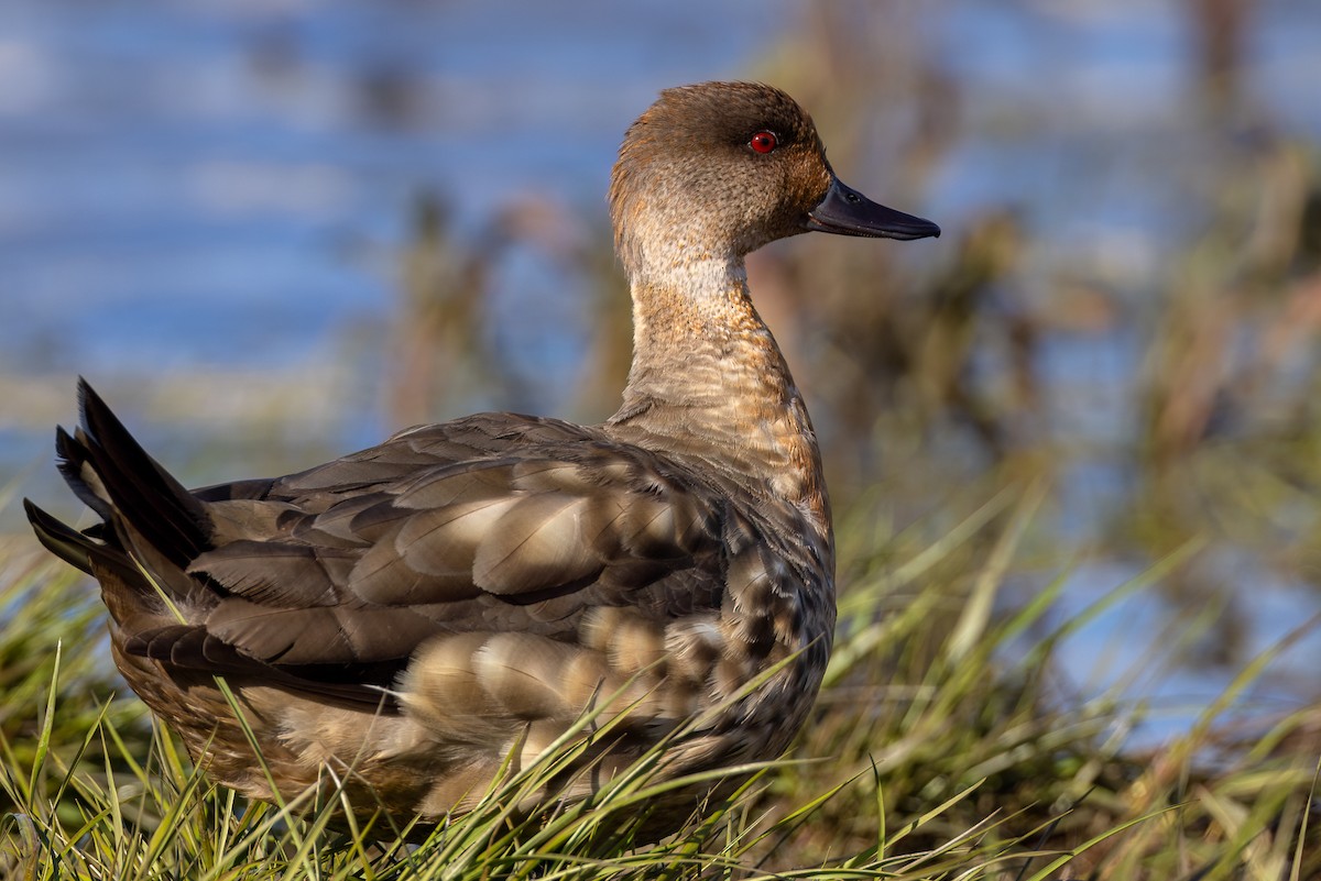 Crested Duck - ML621231938