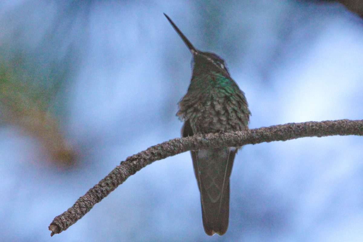 Rivoli's Hummingbird - ML621231944