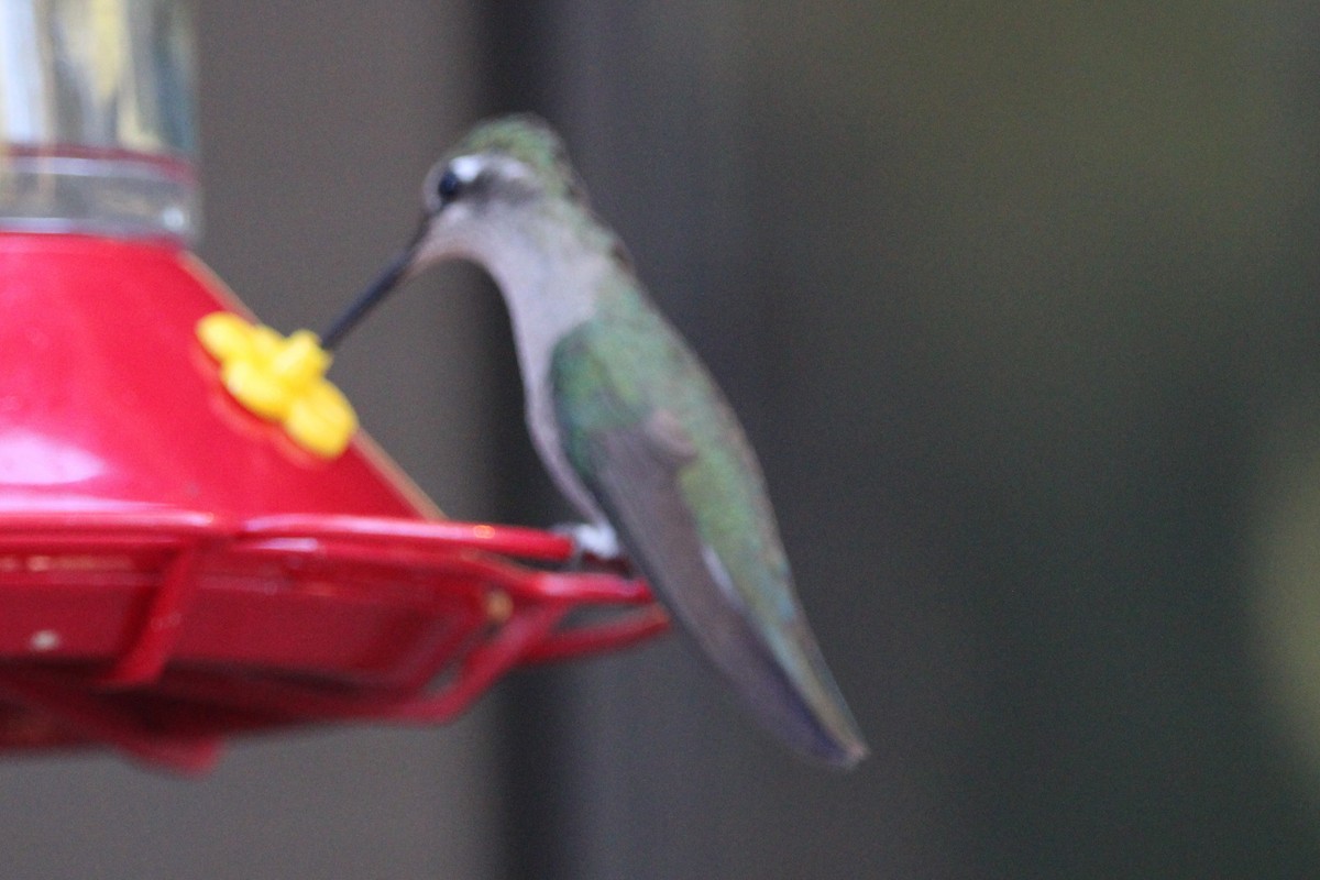 kolibřík skvostný - ML621231945