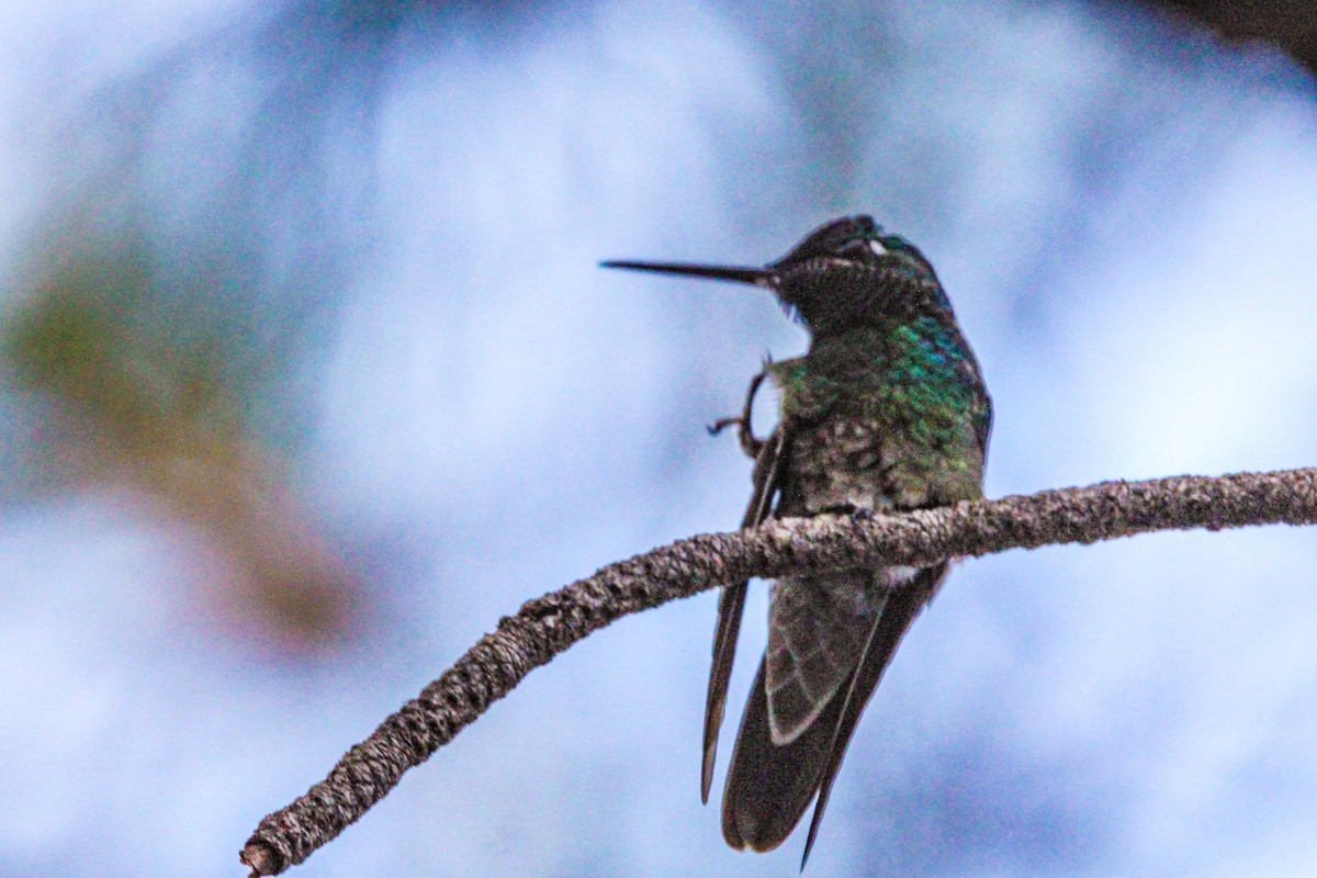 kolibřík skvostný - ML621231946