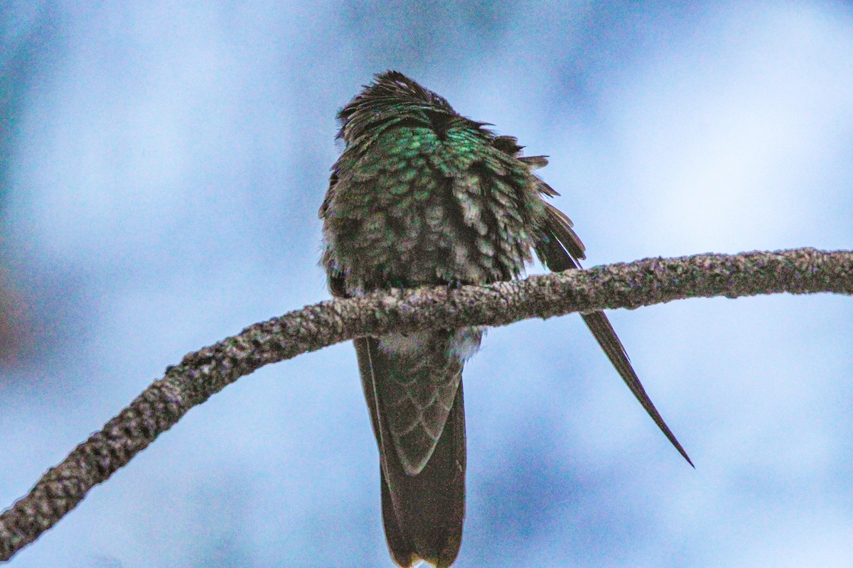 kolibřík skvostný - ML621231947