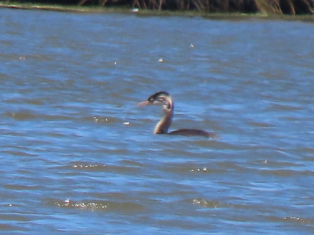 Great Crested Grebe - ML621231957