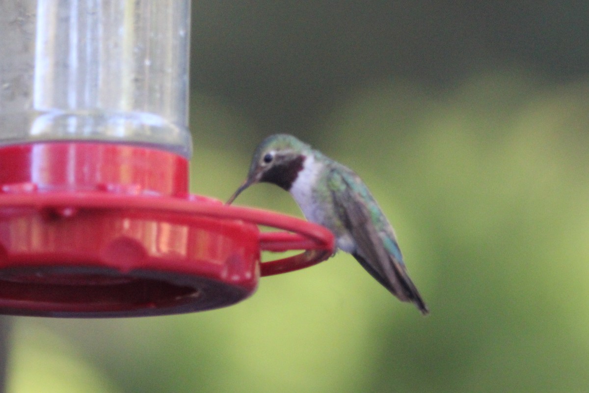 Broad-tailed Hummingbird - ML621231960