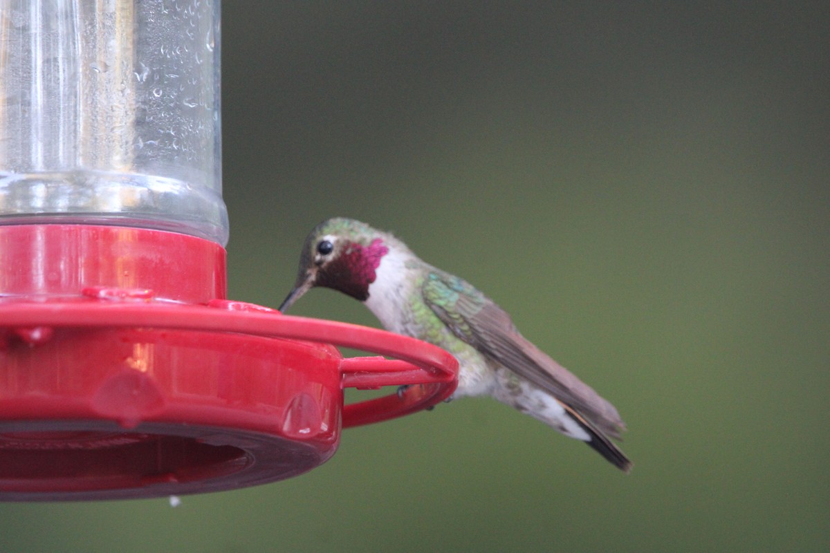 Broad-tailed Hummingbird - ML621231961