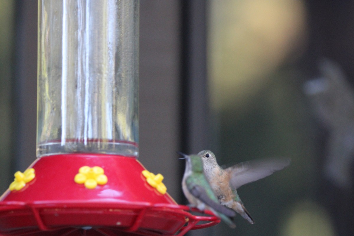 Broad-tailed Hummingbird - ML621231962