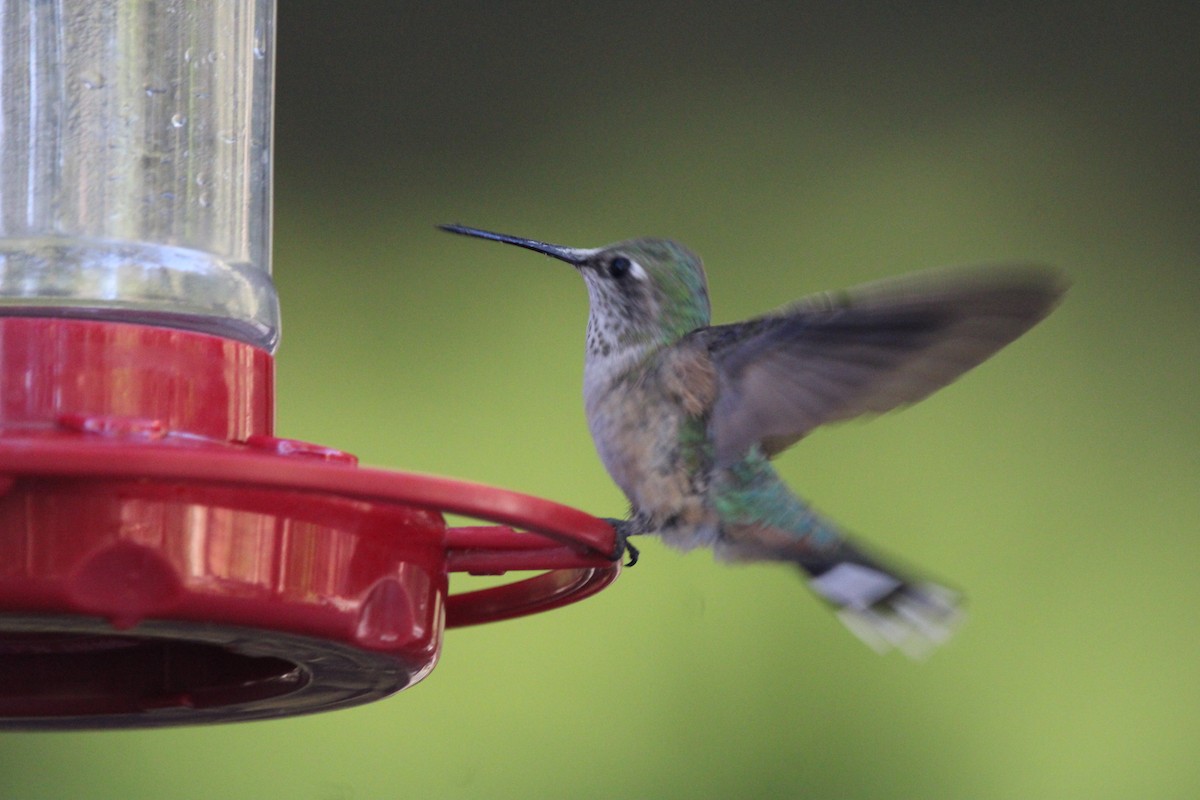 Broad-tailed Hummingbird - ML621231963