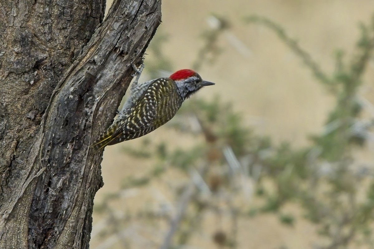 Cardinal Woodpecker - ML621232014