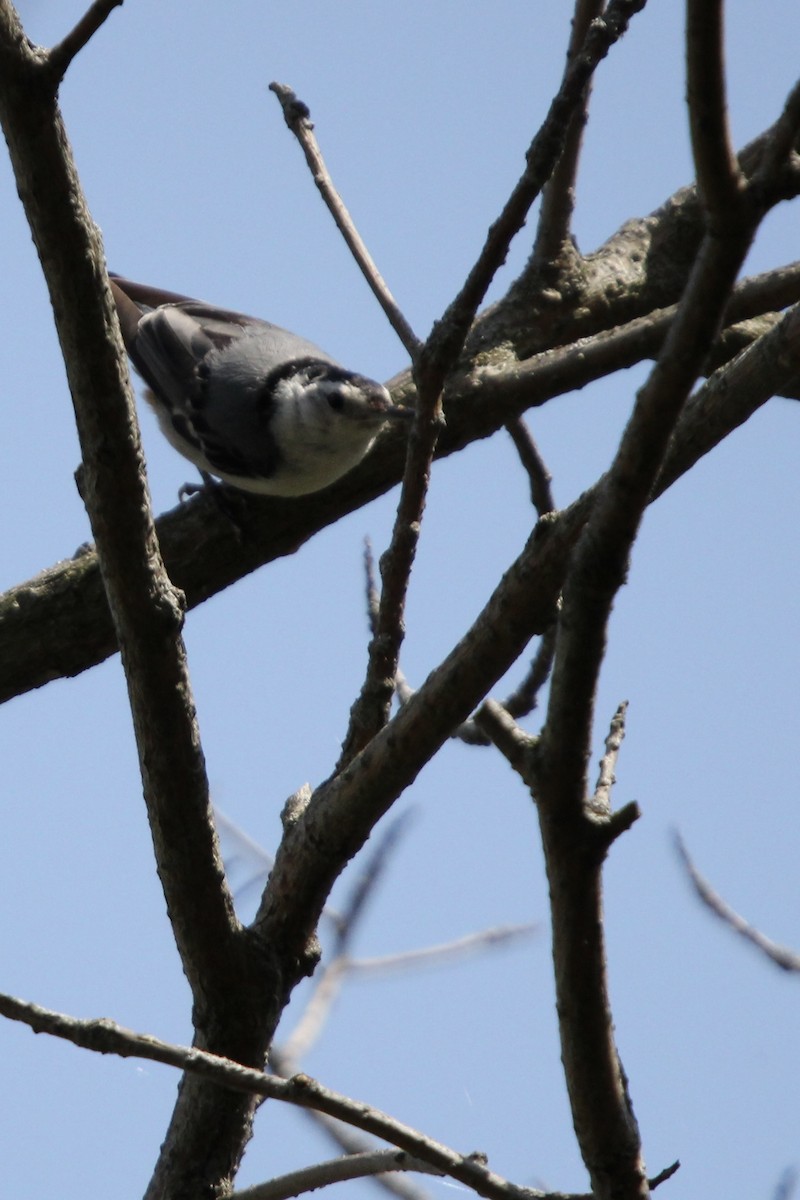 White-breasted Nuthatch - ML621232030