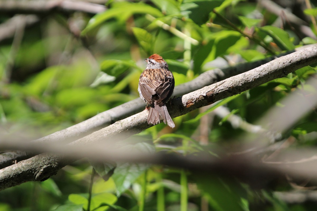 Chipping Sparrow - ML621232043