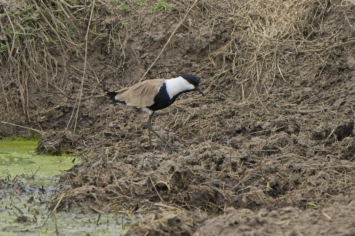 Spur-winged Lapwing - ML621232049