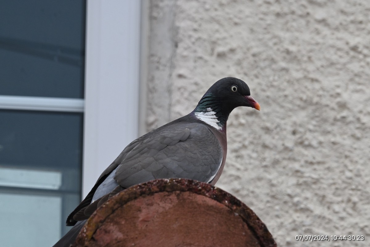 Common Wood-Pigeon - ML621232059