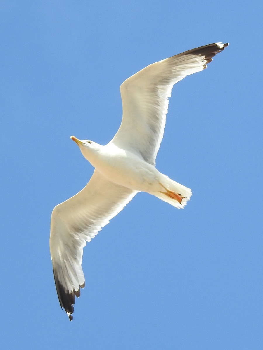 Yellow-legged Gull (michahellis) - ML621232089