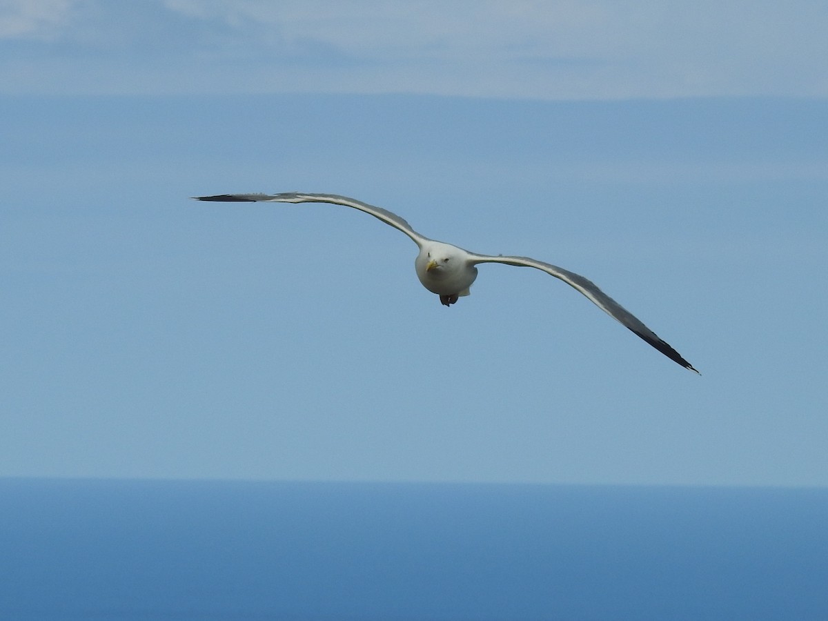 Yellow-legged Gull (michahellis) - ML621232090