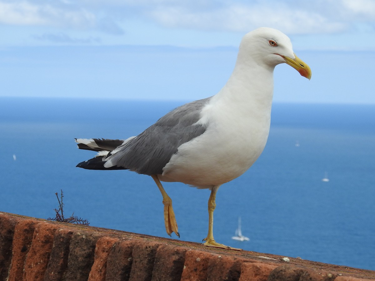 Yellow-legged Gull (michahellis) - ML621232091