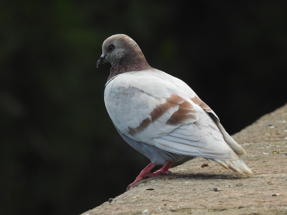 Rock Pigeon (Feral Pigeon) - ML621232098
