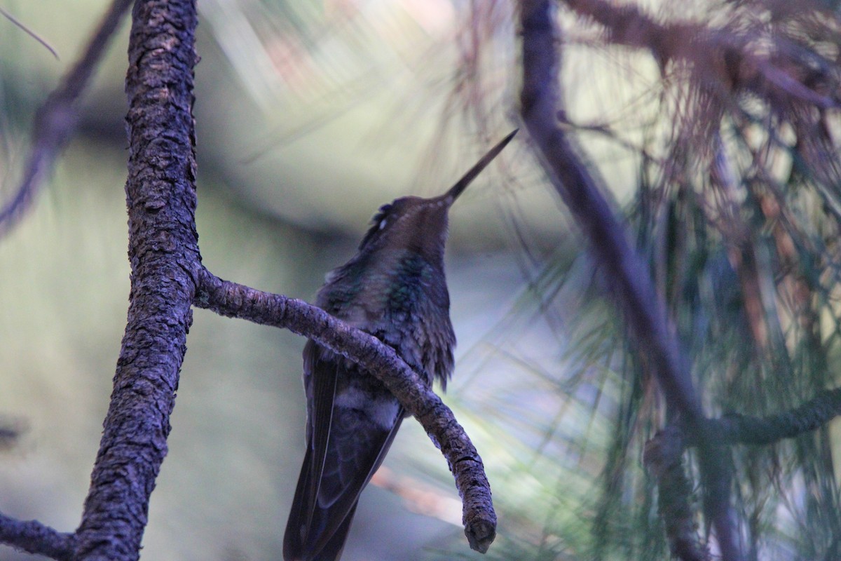 kolibřík skvostný - ML621232103