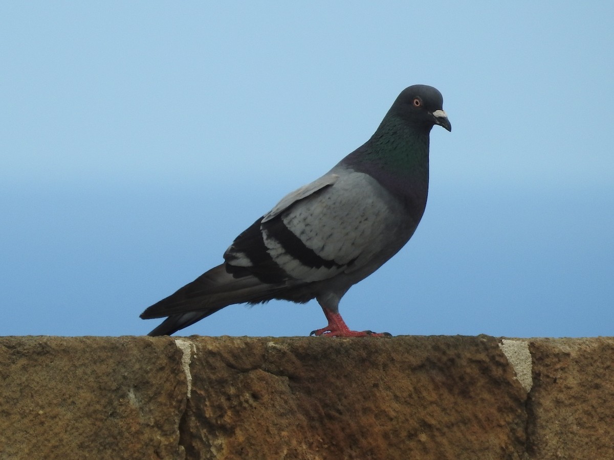 Pigeon biset (forme domestique) - ML621232124
