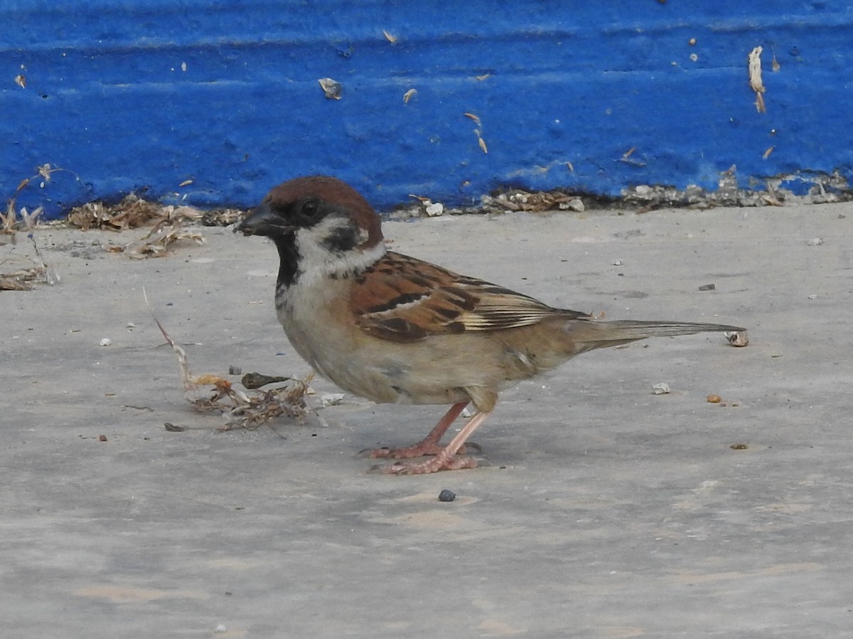 Eurasian Tree Sparrow - ML621232152