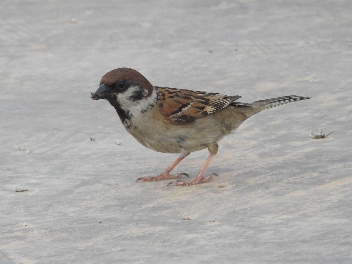 Eurasian Tree Sparrow - ML621232153