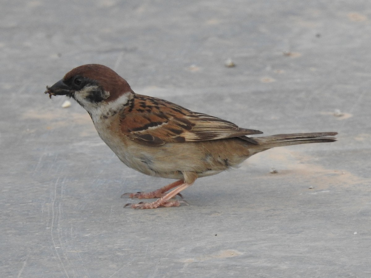 Eurasian Tree Sparrow - ML621232154