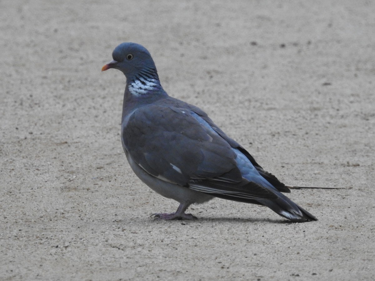 Common Wood-Pigeon - ML621232167