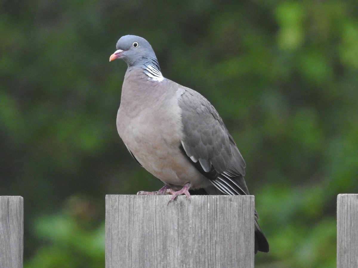 Common Wood-Pigeon - ML621232168
