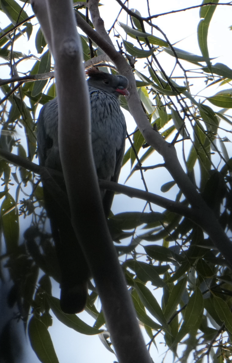 holub australský - ML621232169